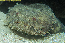 toadfish